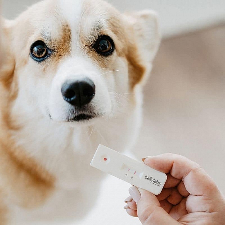 Bellylabs Canine Pregnancy Test PetTech
