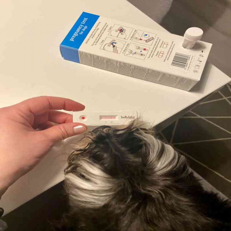 Bellylabs Canine Pregnancy Test PetTech
